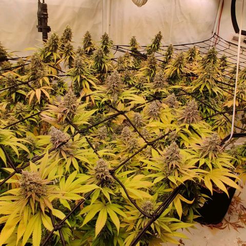 Special Queen #1 growlog timeline photo