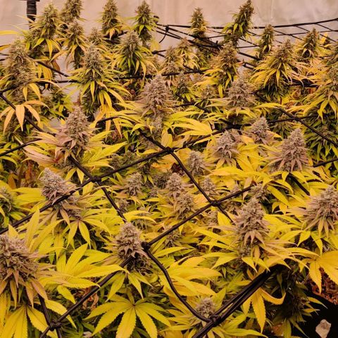 Special Queen #1 growlog timeline photo