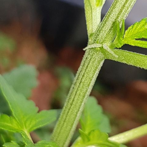 Manow growlog timeline photo