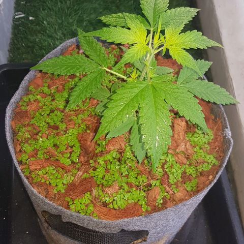 Manow growlog timeline photo