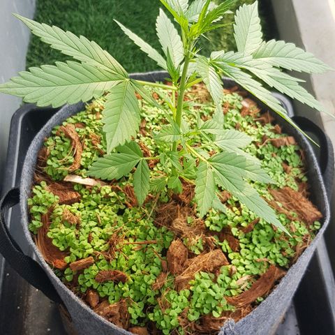 Manow growlog timeline photo