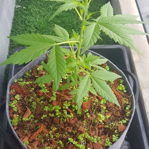 Manow growlog timeline photo