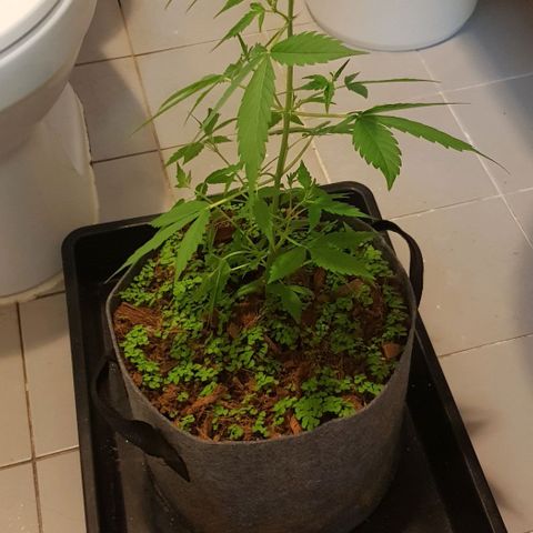 Manow growlog timeline photo