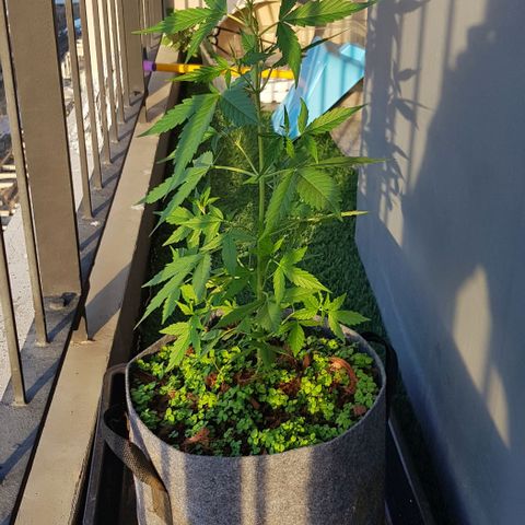 Manow growlog timeline photo