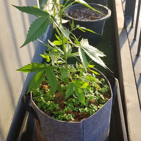 Manow growlog timeline photo