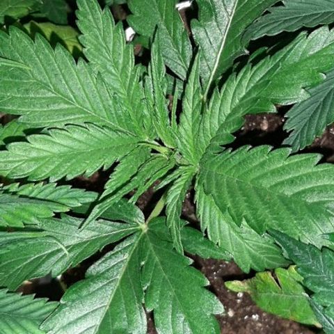 Og kush growlog timeline photo