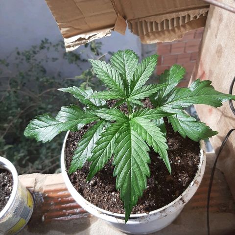 Og kush growlog photo: Poda