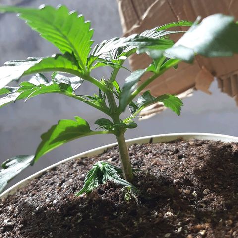 Og kush growlog photo: Poda