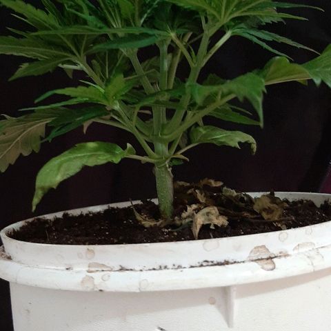 Og kush growlog timeline photo