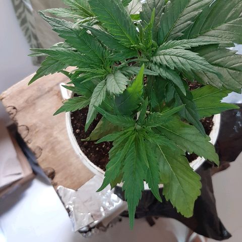 Og kush growlog timeline photo