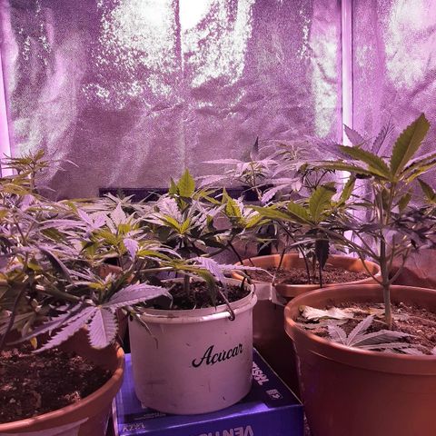 Og kush growlog timeline photo