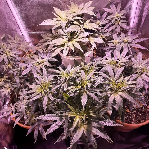 Og kush growlog timeline photo
