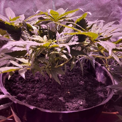 Og kush growlog timeline photo