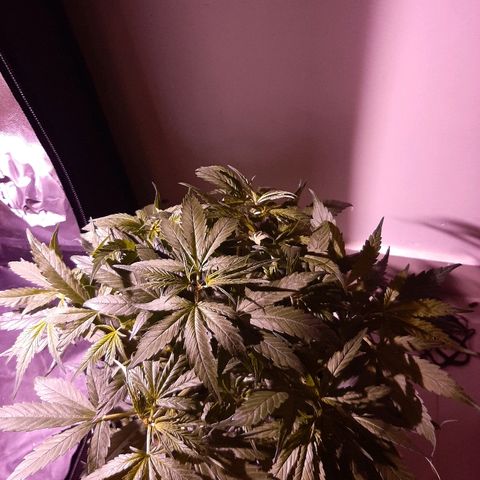Og kush growlog timeline photo