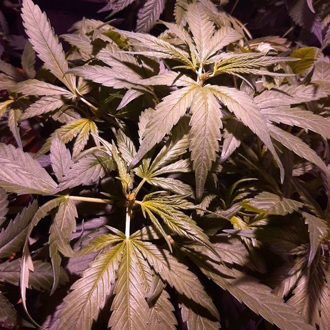 Og kush growlog timeline photo