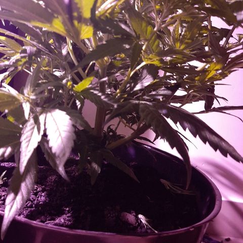 Og kush growlog timeline photo