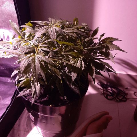 Og kush growlog timeline photo