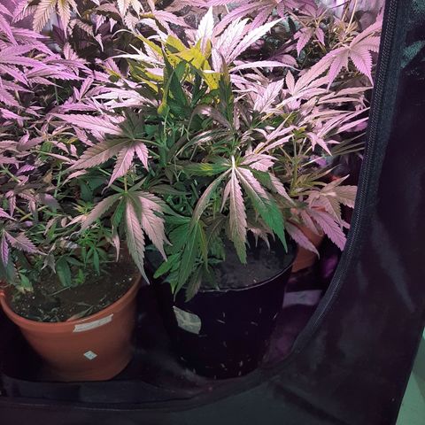 Og kush growlog timeline photo