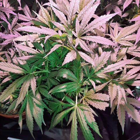 Og kush growlog timeline photo