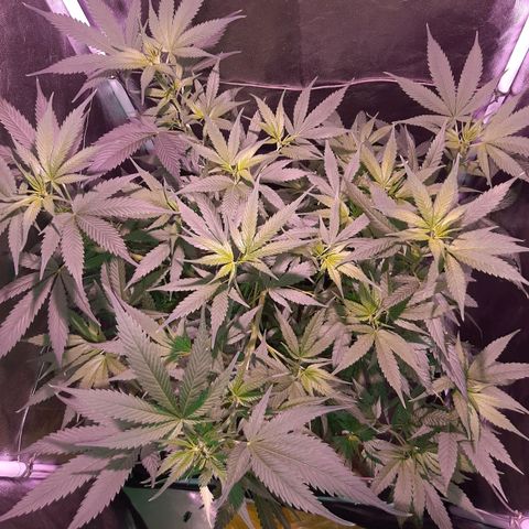 Og kush growlog timeline photo