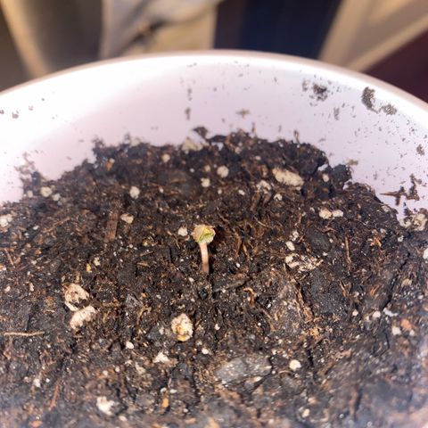 Big Tigger growlog timeline photo