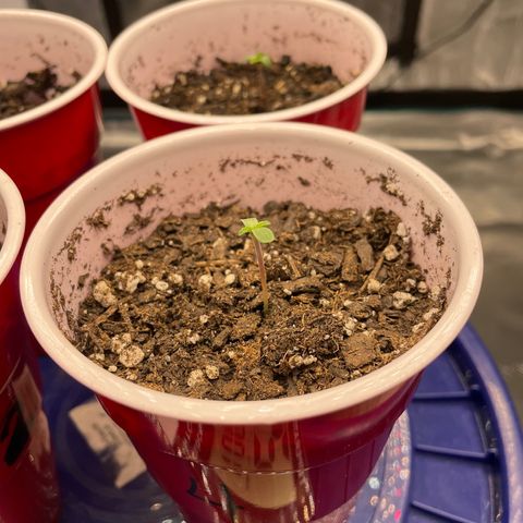 Shadow growlog timeline photo