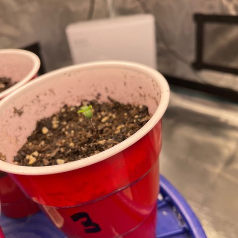 Big Tigger growlog timeline photo