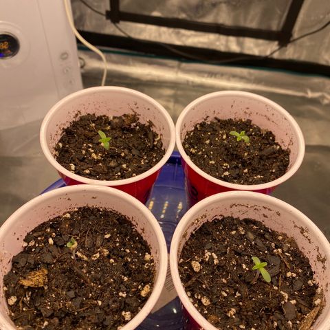 Shadow growlog timeline photo