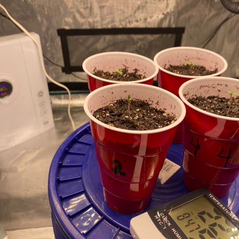 Shadow growlog timeline photo