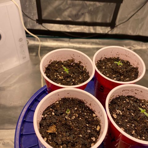 Shadow growlog timeline photo
