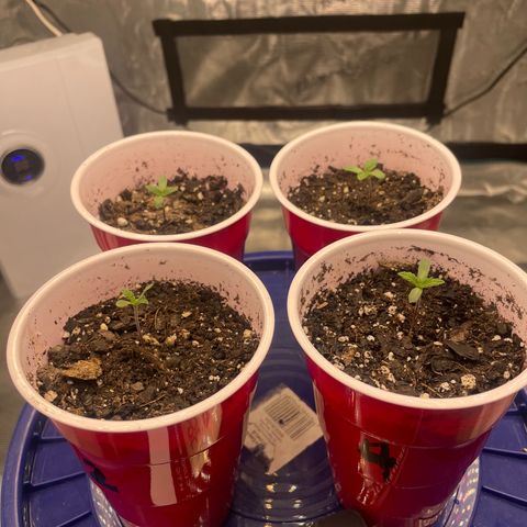 Shadow growlog timeline photo