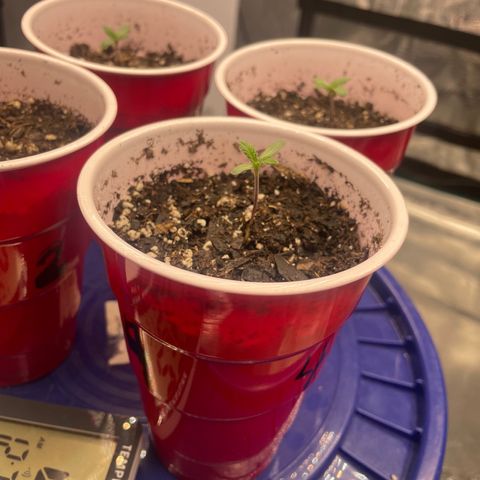 Shadow growlog timeline photo
