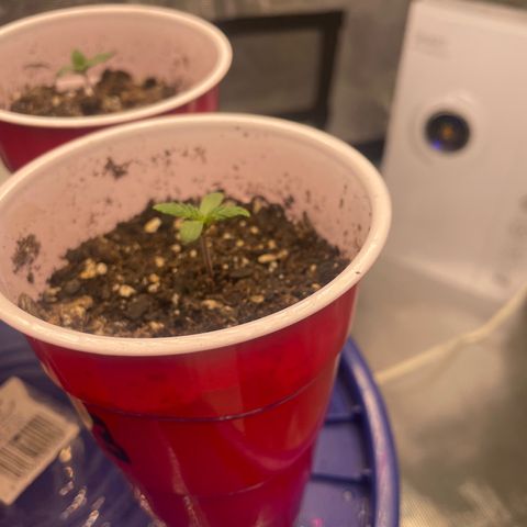 Big Tigger growlog timeline photo