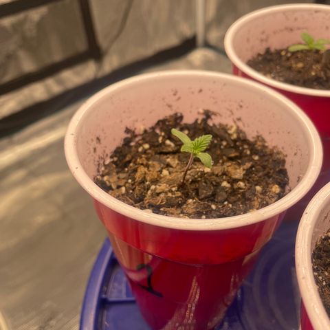 Kitty growlog timeline photo