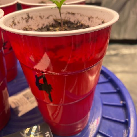 Shadow growlog timeline photo