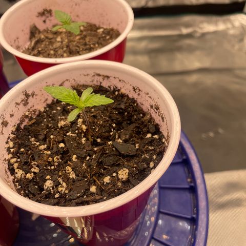 Shadow growlog timeline photo