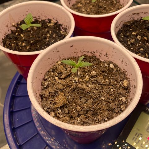 Little Tigger growlog timeline photo