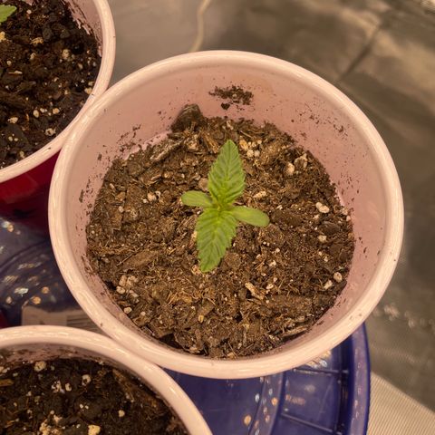 Big Tigger growlog timeline photo