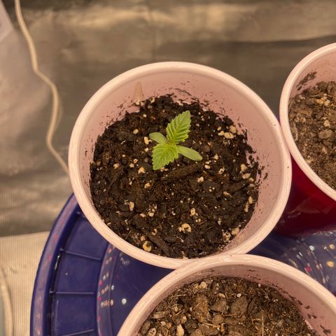 Kitty growlog timeline photo