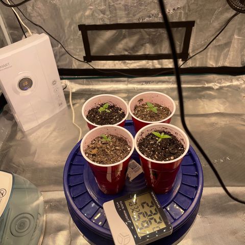 Shadow growlog timeline photo