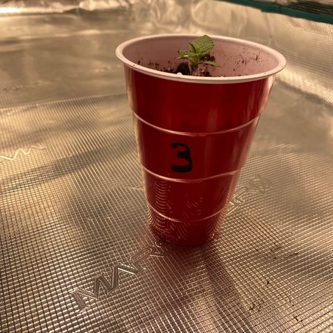 Shadow growlog timeline photo
