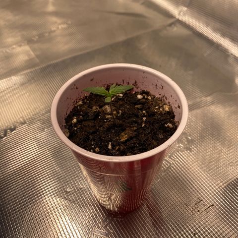 Shadow growlog timeline photo