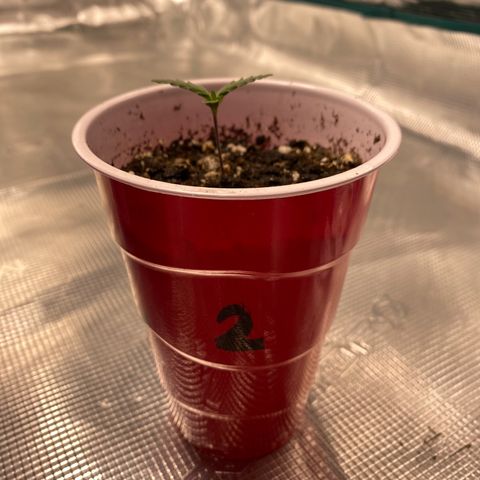 Shadow growlog timeline photo