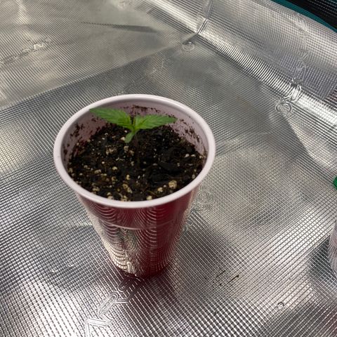 Shadow growlog timeline photo