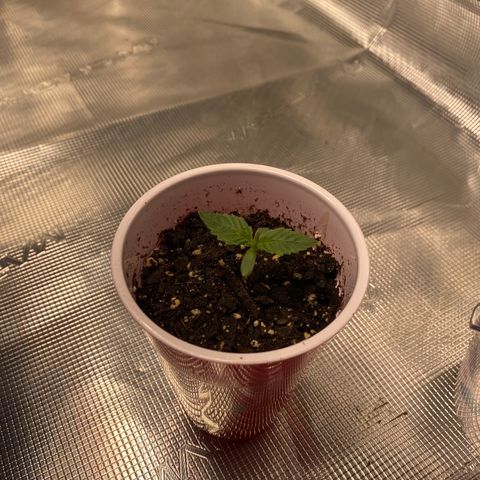 Shadow growlog timeline photo