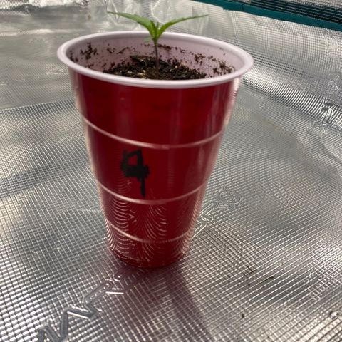 Shadow growlog timeline photo