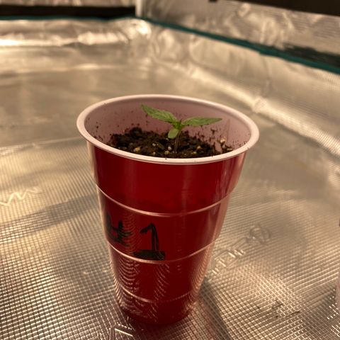 Shadow growlog timeline photo
