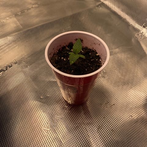 Shadow growlog timeline photo