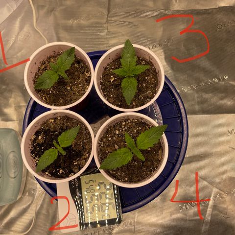 Shadow growlog timeline photo