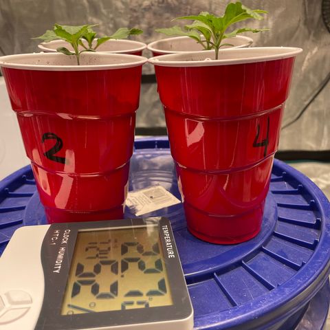 Shadow growlog photo: Veg time. Added nutes to #2 and #4
